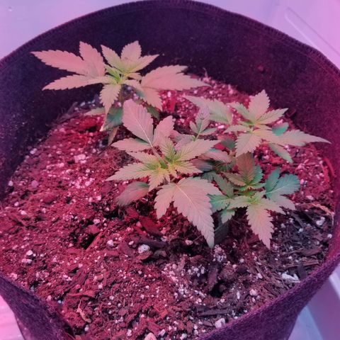 5 gallon pot growlog timeline photo