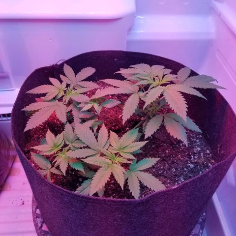 5 gallon pot growlog timeline photo