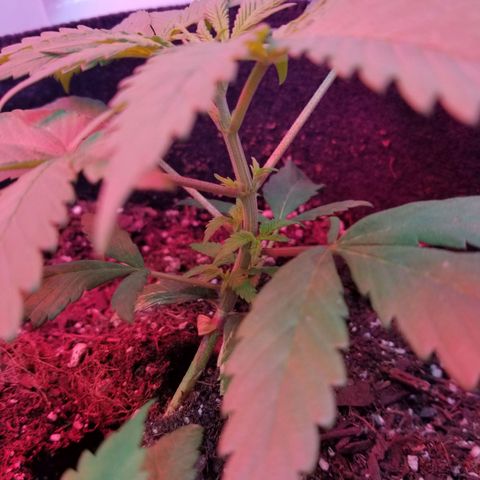 5 gallon pot growlog timeline photo