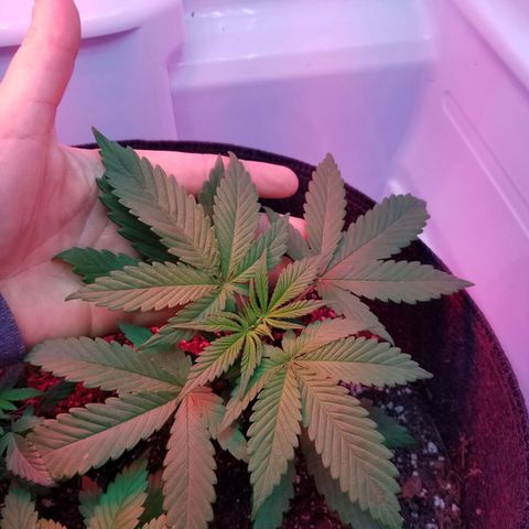 5 gallon pot growlog timeline photo