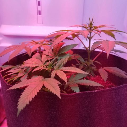 5 gallon pot growlog timeline photo