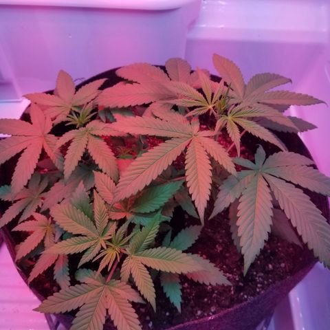 5 gallon pot growlog timeline photo