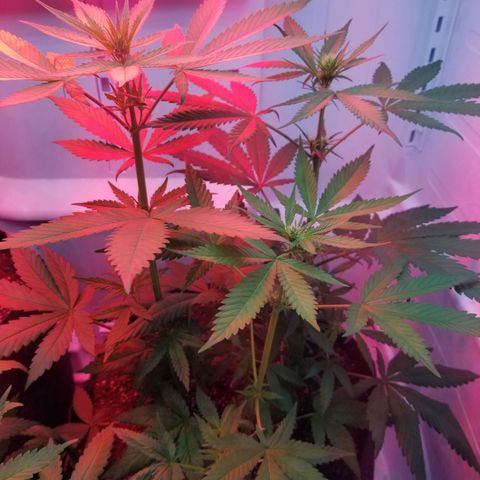 5 gallon pot growlog timeline photo