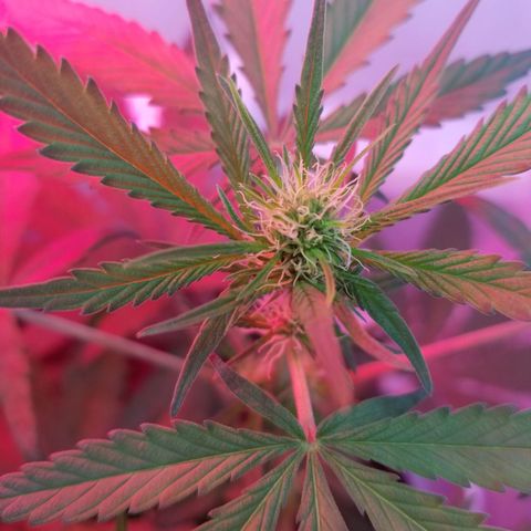 5 gallon pot growlog timeline photo