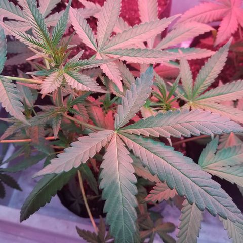 5 gallon pot growlog timeline photo