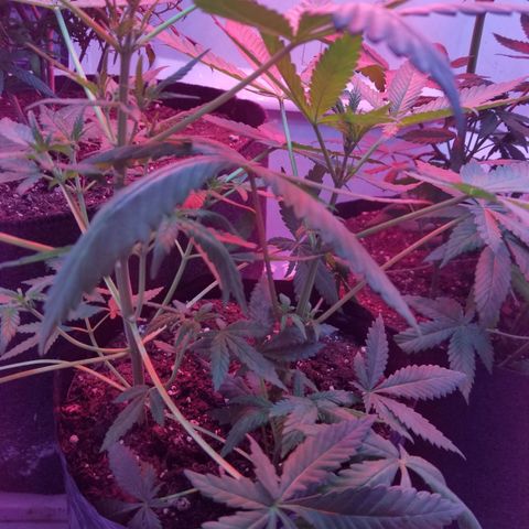 5 gallon pot growlog timeline photo