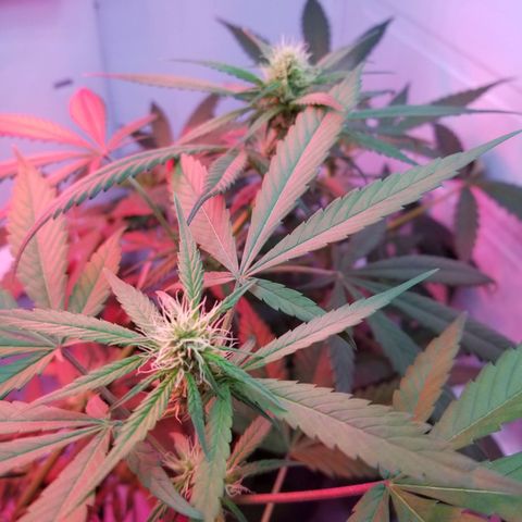 5 gallon pot growlog timeline photo