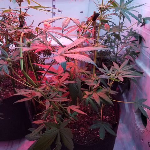 5 gallon pot growlog timeline photo
