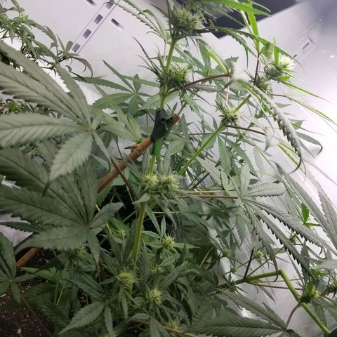 5 gallon pot growlog timeline photo