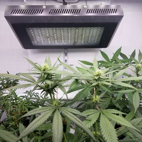5 gallon pot growlog timeline photo