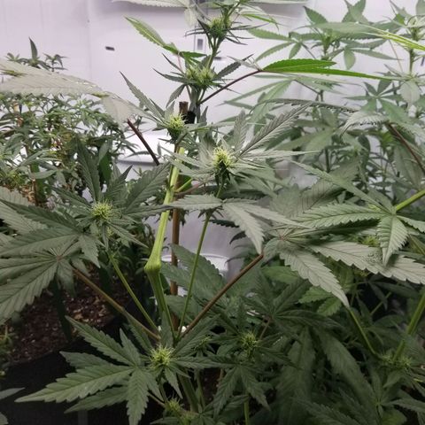 5 gallon pot growlog timeline photo