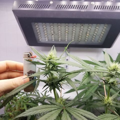 5 gallon pot growlog timeline photo