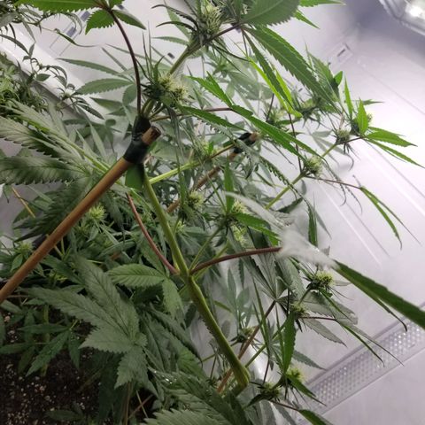 5 gallon pot growlog timeline photo
