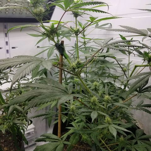 5 gallon pot growlog timeline photo