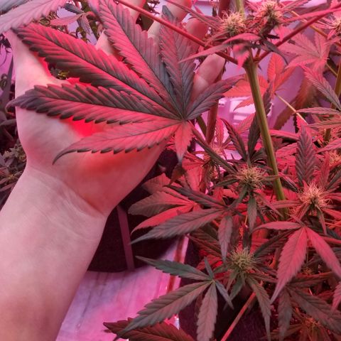 5 gallon pot growlog timeline photo