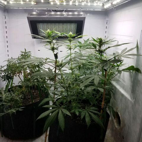 5 gallon pot growlog timeline photo