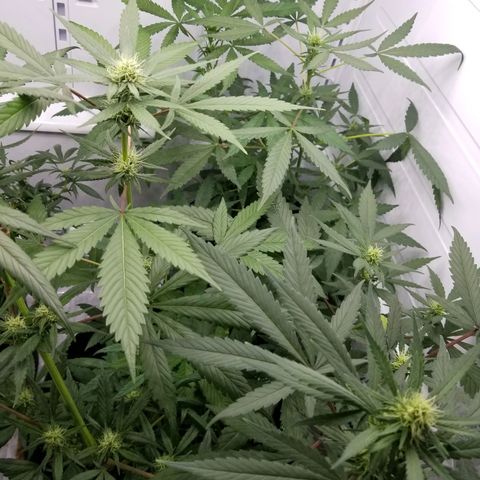 5 gallon pot growlog timeline photo