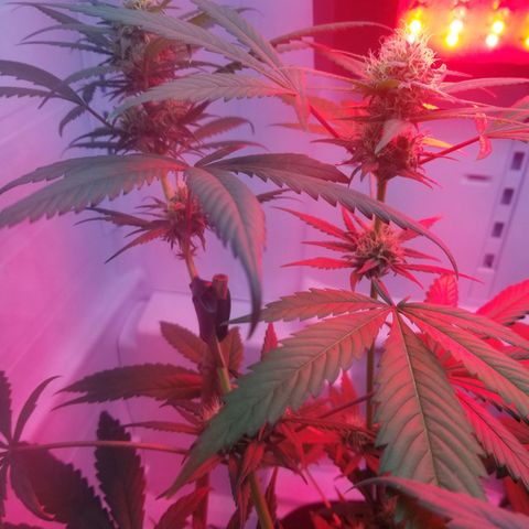 5 gallon pot growlog timeline photo