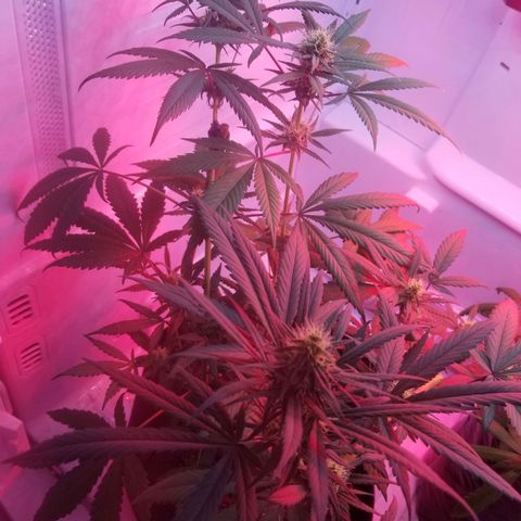 5 gallon pot growlog timeline photo