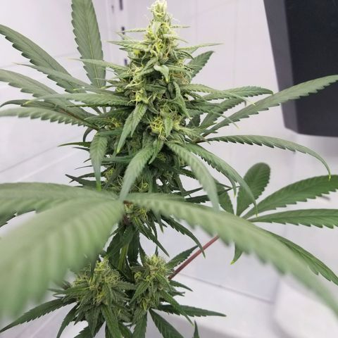 5 gallon pot growlog timeline photo