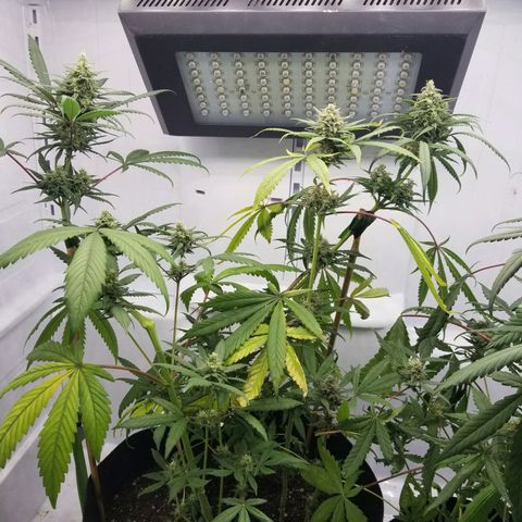 5 gallon pot growlog timeline photo