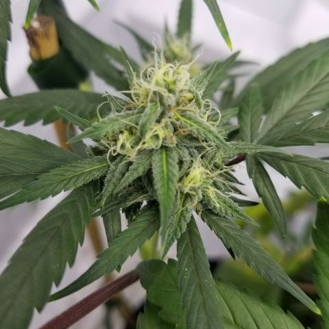 5 gallon pot growlog timeline photo