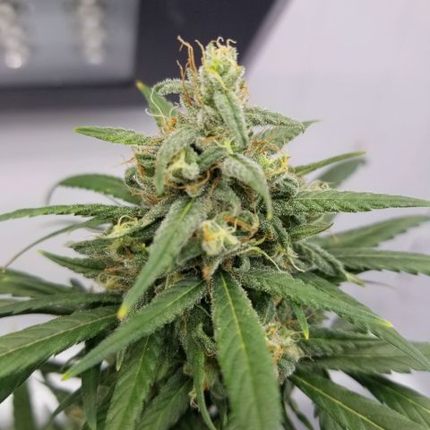 5 gallon pot growlog timeline photo