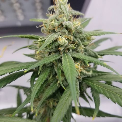 5 gallon pot growlog timeline photo