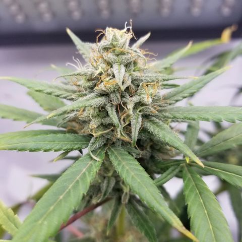 5 gallon pot growlog timeline photo