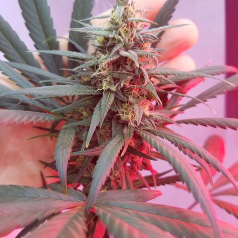 5 gallon pot growlog timeline photo