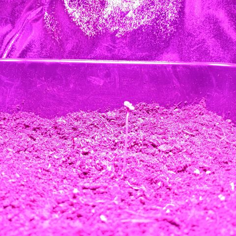 Critical Automatic growlog timeline photo