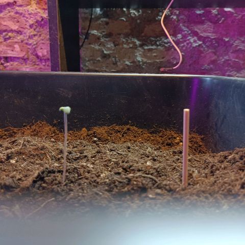 Critical Automatic growlog timeline photo