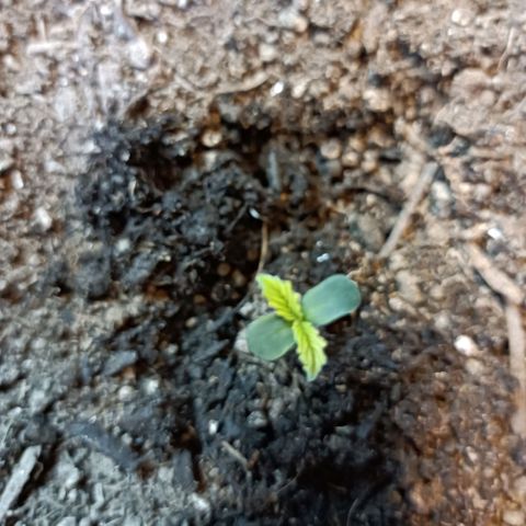 Critical Automatic growlog timeline photo