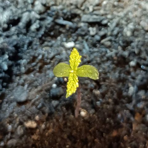 Critical Automatic growlog timeline photo