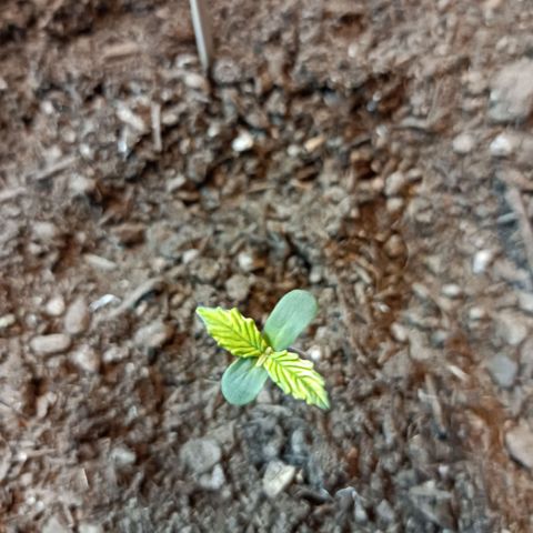 Critical Automatic growlog timeline photo