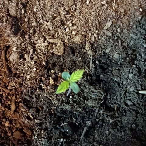 Critical Automatic growlog timeline photo