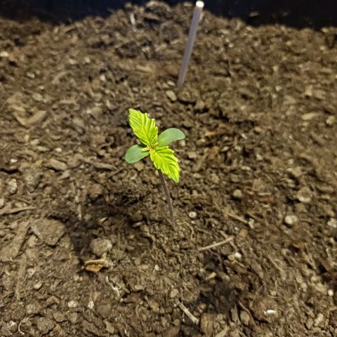Critical Automatic growlog timeline photo