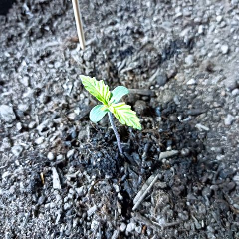 Critical Automatic growlog timeline photo
