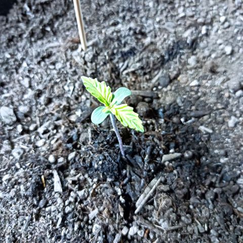 Critical Automatic growlog timeline photo