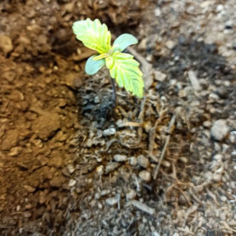 Critical Automatic growlog timeline photo