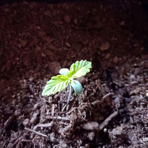 Critical Automatic growlog timeline photo