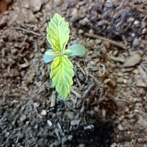 Critical Automatic growlog timeline photo