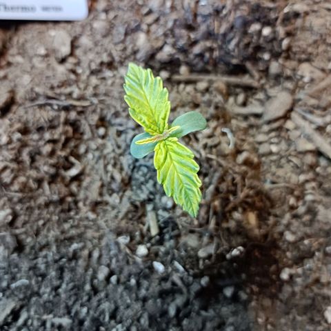 Critical Automatic growlog timeline photo