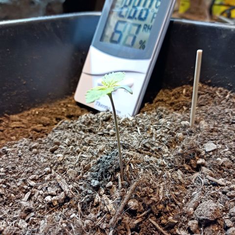 Critical Automatic growlog timeline photo