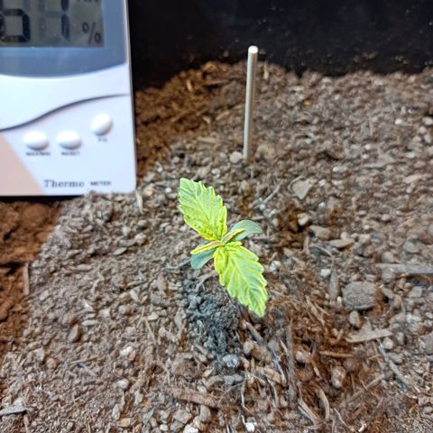 Critical Automatic growlog timeline photo