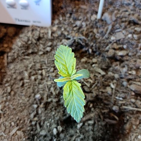 Critical Automatic growlog timeline photo