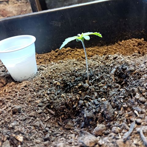 Critical Automatic growlog timeline photo