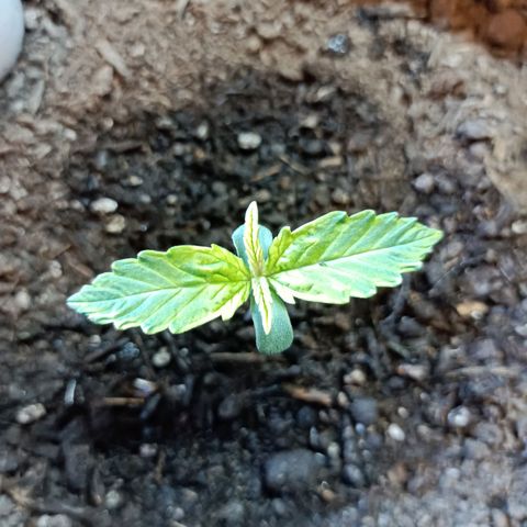 Critical Automatic growlog timeline photo
