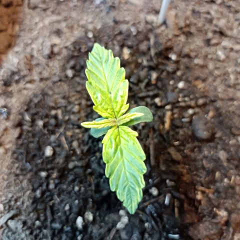 Critical Automatic growlog timeline photo