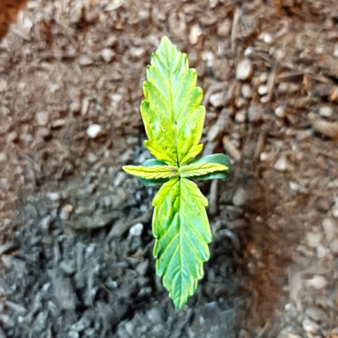 Critical Automatic growlog timeline photo
